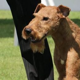 Irish Terriers from Morrigan Irish Terriers