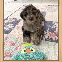 Boy 1 Aussie Doodle - Blue merle male Miniature Australian Shepherd puppy in Pensacola, Florida from TNT MINI AUSSIES