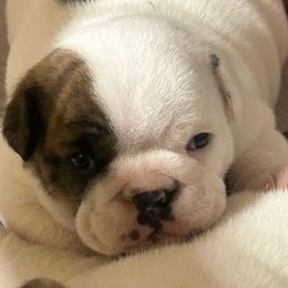 Girl 2 - White female Bulldog puppy in Hanceville, Alabama from Pitts Kennel