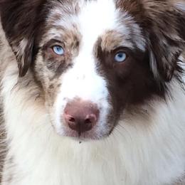 Australian Shepherds and Miniature American Shepherds from Artic Rose