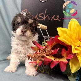 Funshine Bear - Phantom male Poodle puppy in Bowman, Georgia from Companion Creek Farm
