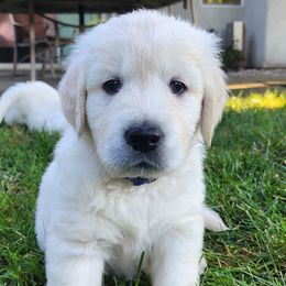 Golden Retriever Puppies from Golden West English Creams