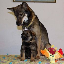 Jindo All Grown Up from YooShin Kennels