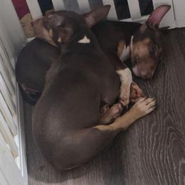 Cinammon - Red female Bull Terrier puppy in Rowland Heights, California from Linea Cafetera Azteca