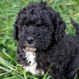 Vivi - Blue female Poodle puppy in Salem Township, Maine from Moirae Poodles