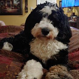 Buggie - Bernedoodle