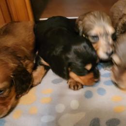Dachshund Puppies from CLARK'S BREEDING PROGRAM