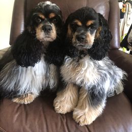 Cocker Spaniel Puppies from Opalina Cocker Spaniels