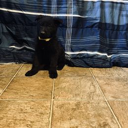 German Shepherd Puppies from Benton K-9 Breeding