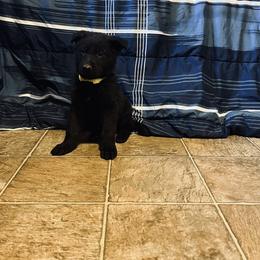 German Shepherd Puppies from Benton K-9 Breeding