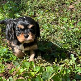 Bailey - Black and tan male Cavalier King Charles Spaniel puppy in Watkinsville, Georgia from Cavaliers of Windsor