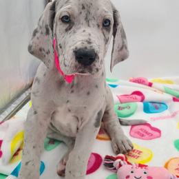 Luna Blue Merle - Merle female Great Dane puppy in Kannapolis, North Carolina from Carolina Great Danes & Toy Poodles