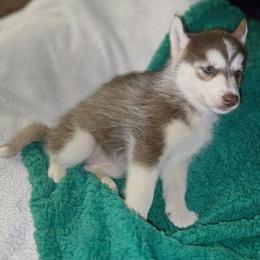 Winter - Red and white female Siberian Husky puppy in Kansas City, Missouri from Anuun's Huskies