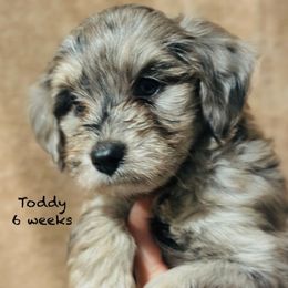 Toddy - Blue merle male Aussiedoodle puppy in Mulino, Oregon from Korbella Farm