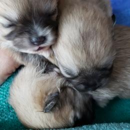 Pomeranian Puppies from Janet Clifton