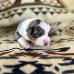 Toby - Blue merle male Miniature Australian Shepherd puppy in Bethany, Illinois from Rachel at Marrowbone Creek Aussies