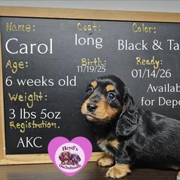 Christmas Carol - Black and tan female Dachshund puppy in Hoquiam, Washington from Heyd's Mini Dachshunds