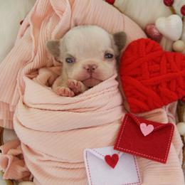 Isabella Panda Husky - Tricolors female French Bulldog puppy in Piedmont, Oklahoma from 5A Frenchies