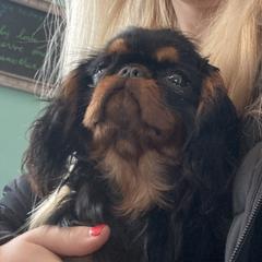 Rue  - English Toy Spaniel