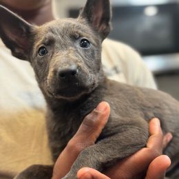 Eggnog - Silver brindle male Dutch Shepherd puppy in Clarksville, Tennessee from Vuurhart Herders