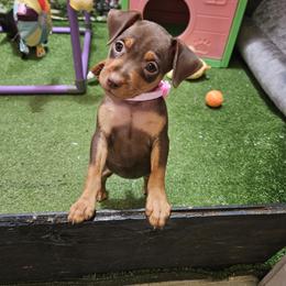 Miniature Pinscher Puppies from Pike's Pups