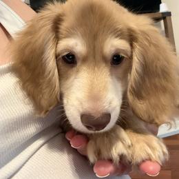 Chocolate (3995) - Chocolate male Dachshund puppy in Ocala, Florida from Island Farms Mimi’s Dachshunds Florida