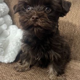 Dolly - Chocolate and tan female Yorkshire Terrier puppy in California from All Star Yorkies