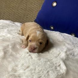 Charlie Brown, Apricot with white - Apricot male Havapoo puppy in Tropic, Utah from Lady Paws-Kara