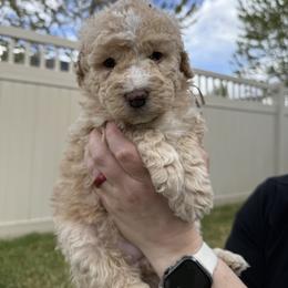 Bernedoodle, Cavalier King Charles Spaniel, and Poodle Puppies from Ellas.Pups (Bernedoodles & Cavapoos)
