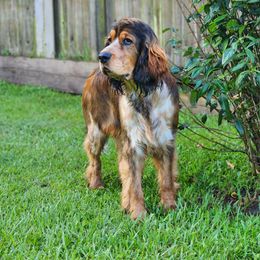 English Springer Spaniel Puppies from Seagrove Springers