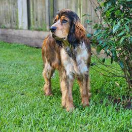English Springer Spaniel Puppies from Seagrove Springers