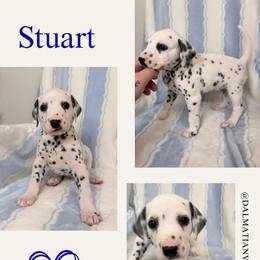 Stuart - White and black male Dalmatian puppy in Chehalis, Washington from Dalmatian Vacation