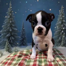 Jersey Girl 1 - Black and white female Boston Terrier puppy in Brookville, Ohio from Best Friend Bostons