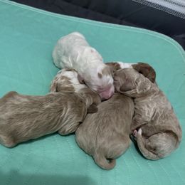 Boy 6 - Parti male Goldendoodle puppy in Covington, Louisiana from MyKy Puppies