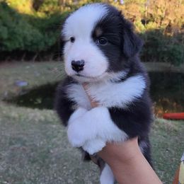 Jessy - Black tri-color female Australian Shepherd puppy in Robertsdale, Alabama from Persimmon Creek Farm