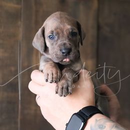 Rayne - Blue female Great Dane puppy in Denison, Texas from Hundeity Great Danes