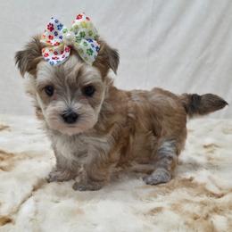 Honey - Gold female Morkie puppy in Monticello, Iowa from Ashley’s Puppies