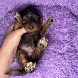 Beau - Merle male Goldendoodle puppy in Austin, Texas from Doodles of Central Texas
