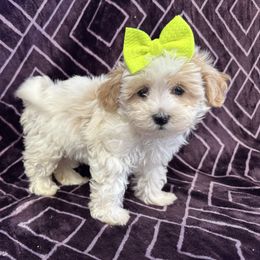 Taylor - Parti female Maltipoo puppy in Lancaster, Kentucky from Dream Paws Puppies, LLC