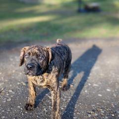 Boerboel Puppies from Askuwheto Boerboels