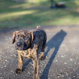 Boerboel Puppies from Askuwheto Boerboels