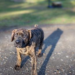 Boerboel Puppies from Askuwheto Boerboels