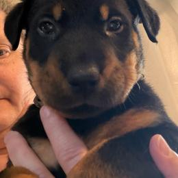 Brown Collar - Black and rust male Beauceron puppy in Floyd’s Knobs, Indiana from Birdwing Beaucerons