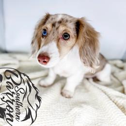 Aurora - Dachshund