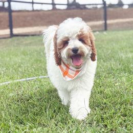 S'mores - Brown and white male Cockapoo puppy in Seymour, Missouri from Cherokee Creek Labradors and Doodles
