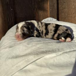 XO - Blue merle male Aussiedoodle puppy in Eastland, Texas from H5 Mini Doodles