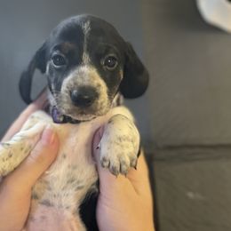 Girl 1 - Black and tan Dachshund puppy in Chico, California from Hursh’s Hounds