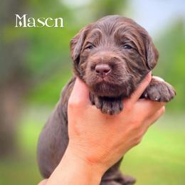 Masen - Chocolate male Double Doodle puppy in Cleveland, Tennessee from Edgewater Doodles & Designer Pups