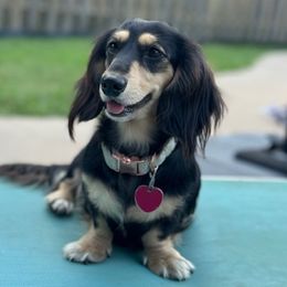 Molly Mae Faust - Dachshund