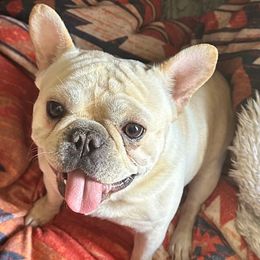 Spuds - French Bulldog